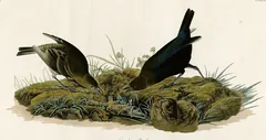 Brown-headed Cowbird, painted by John James Audubon