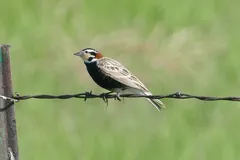 Chestnut-collared Longspur, photographed by InAweofGod'sCreation