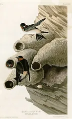 Cliff Swallow, painted by John James Audubon