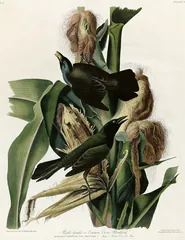 Common Grackle, painted by John James Audubon