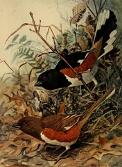 Eastern Towhee, painted by Louis Agassiz Fuertes