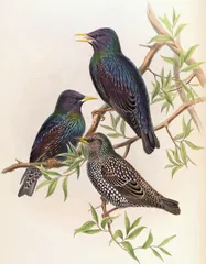 European Starling, painted by John Gould and Henry Constantine Richter