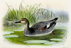 Gadwall, painted by John Gerrard Keulemans