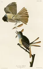 Great Crested Flycatcher, painted by John James Audubon
