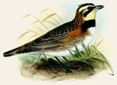 Horned Lark, painted by Joseph Wolf