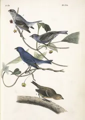 Indigo Bunting, painted by John James Audubon
