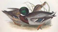 Mallard, painted by John Gould and Elizabeth Gould