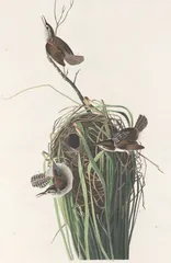Marsh Wren, painted by John James Audubon