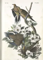 Mourning Dove, painted by John James Audubon