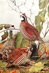 Northern Bobwhite, painted by Louis Agassiz Fuertes