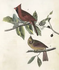 Northern Cardinal, painted by John James Audubon