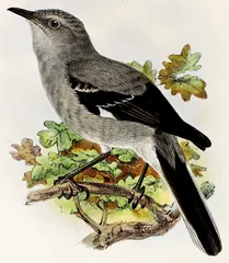 Northern Mockingbird, painted by John Gerrard Keulemans