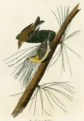 Pine Warbler, painted by John James Audubon