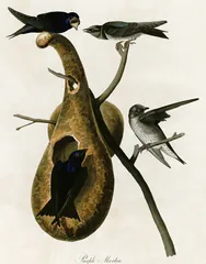 Purple Martin, painted by John James Audubon