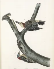 Red-bellied Woodpecker, painted by John James Audubon