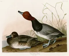 Redhead, painted by John James Audubon