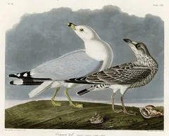 Ring-billed Gull, painted by John James Audubon