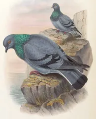 Rock Pigeon, painted by John Gould
