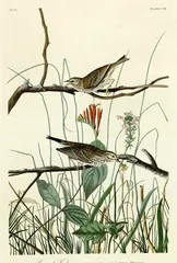 Savannah Sparrow, painted by John James Audubon