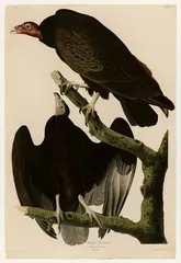 Turkey Vulture, painted by John James Audubon