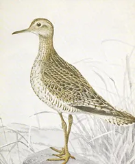 Upland Sandpiper, painted by Louis Agassiz Fuertes