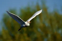 Western Cattle-Egret, photographed by Bill Levine