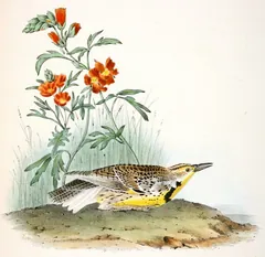 Western Meadowlark, painted by John James Audubon