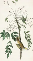 White-eyed Vireo, painted by John James Audubon