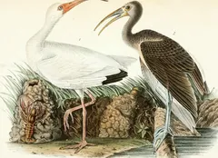 White Ibis, painted by John James Audubon