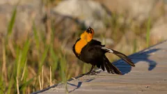 Yellow-headed Blackbird, photographed by Daughter Dad