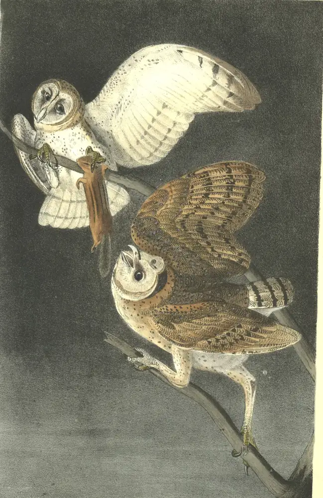 Two Barn Owls with heart-shaped faces on a branch, a pale one with raised wings holding its prey and a darker brown one below