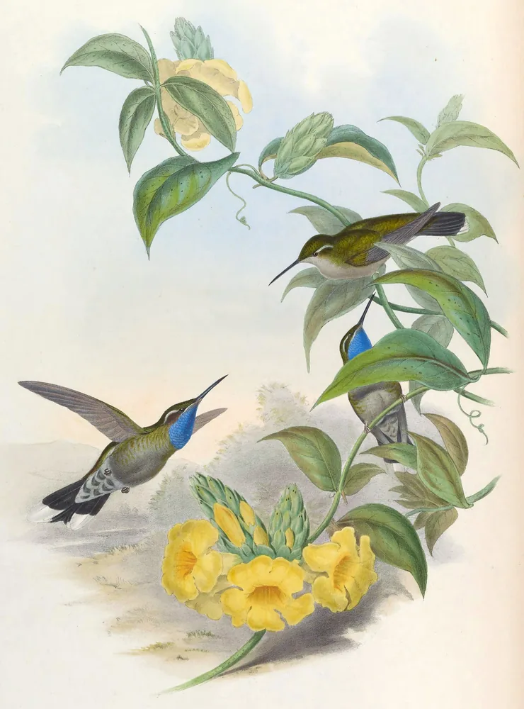 Three green-backed hummingbirds, two with bright blue throats, around a vine with large yellow trumpet-shaped flowers