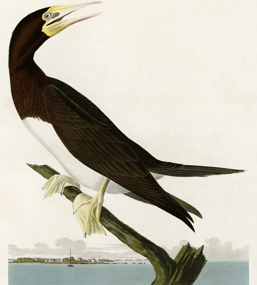 A Brown Booby with a dark brown head and back, a white belly and a yellow bill, perched on a branch above the sea