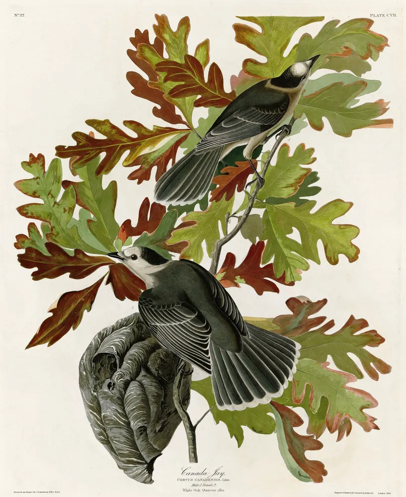 Two Canada Jays, soft gray birds with white faces and dark caps, on an oak branch with red and green autumn leaves