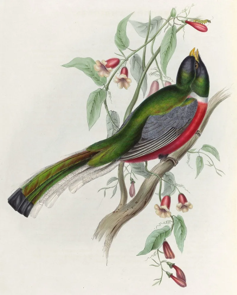 A Coppery-tailed Trogon with a glossy green head and back, a red belly and a long tail, perched among pink flowers