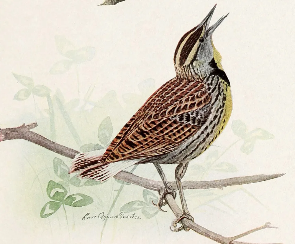 An Eastern Meadowlark singing from a bare branch, with a bright yellow breast, a black V on its chest and a streaky brown back
