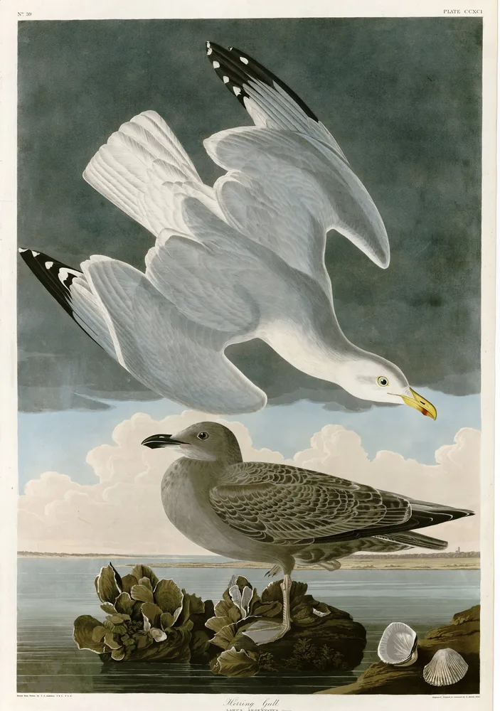 An adult Herring Gull with pale gray wings flying above a brown, speckled young gull standing on rocks by the water