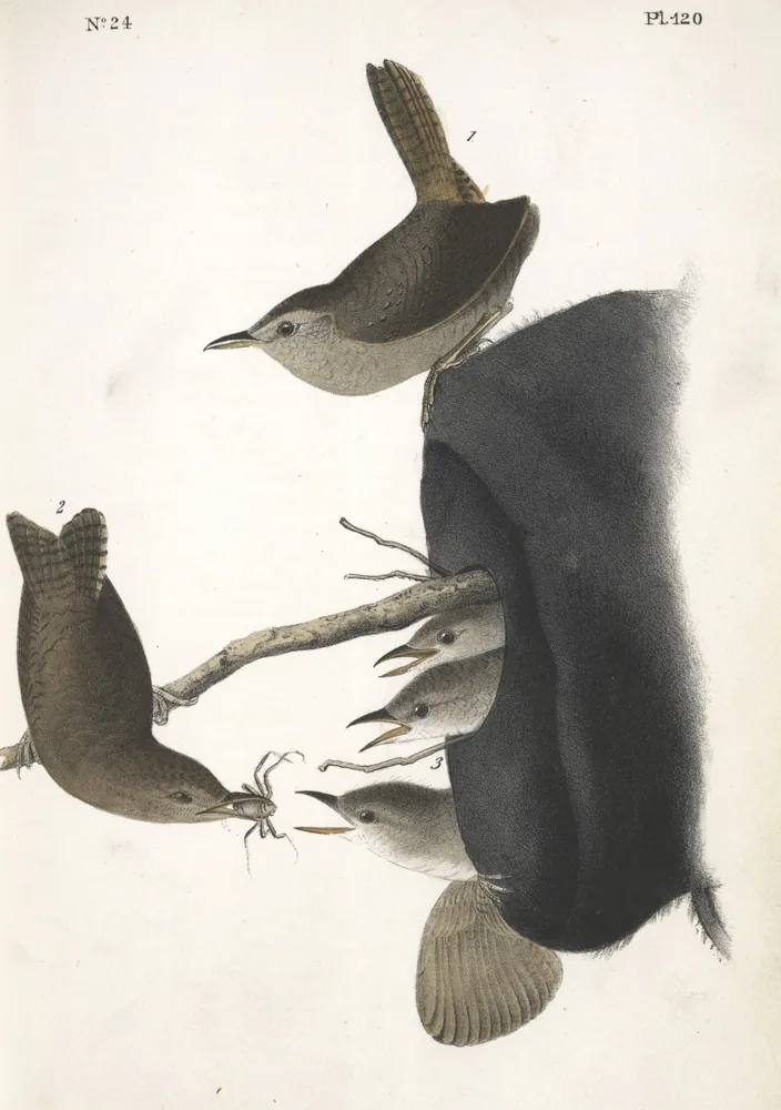 Small brown House Wrens at their nest in an old hat, one adult bringing food to the young