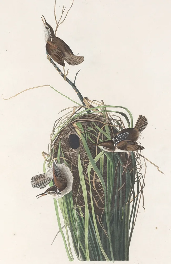 Three brown Marsh Wrens with cocked, barred tails around a round nest woven into tall green reeds
