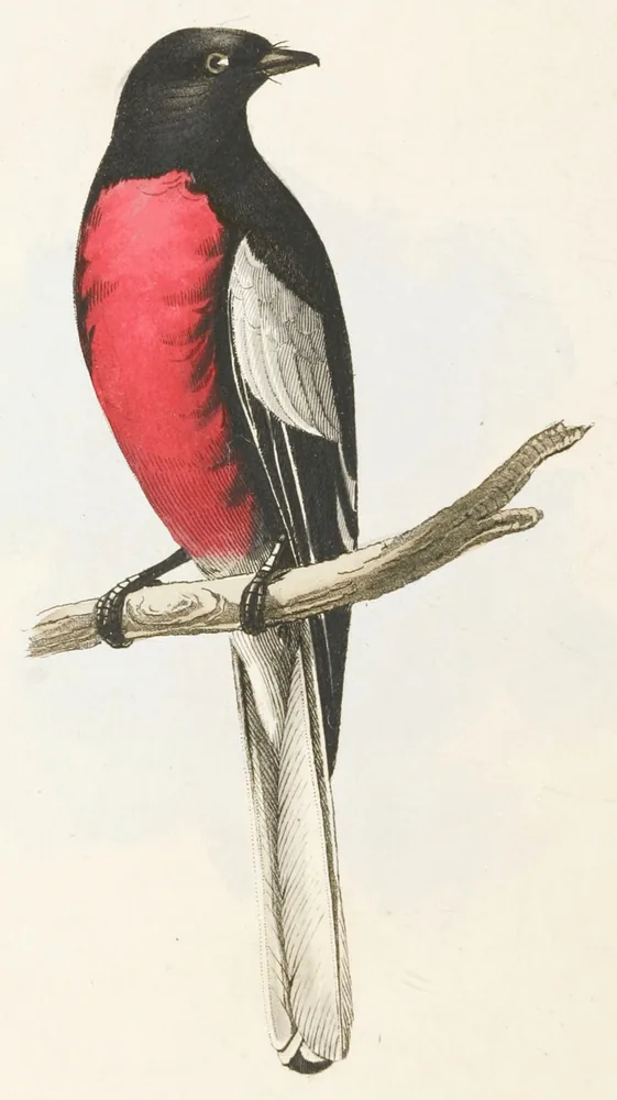 A black warbler with a bright red breast and a white wing patch perched on a twig, its long white-edged tail hanging down