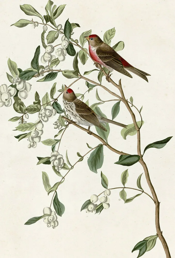 Two redpolls, small streaky finches with red caps, the male with a pink breast, on a branch with white berries