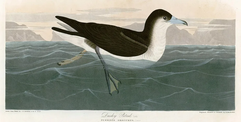 A shearwater, dark brown above and white below, resting on a gray-green sea