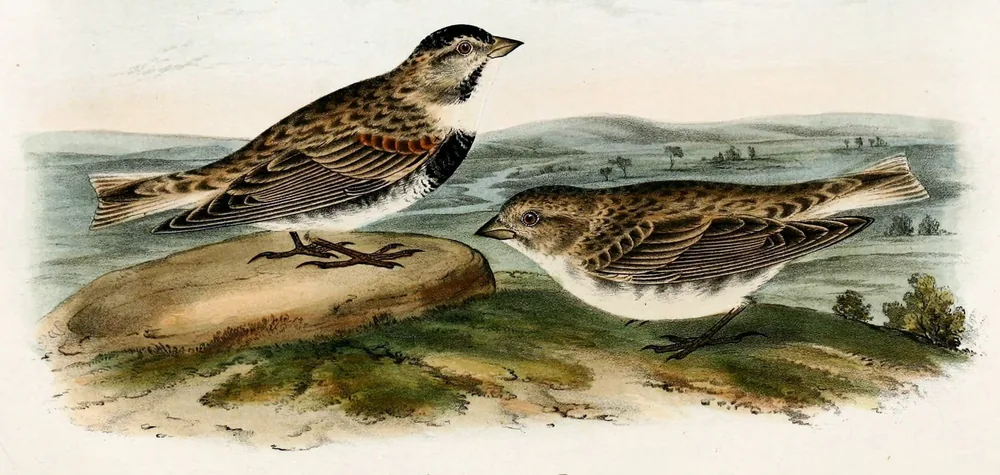 Two Thick-billed Longspurs on open prairie, one on a rock with a black cap, a black patch on the breast and chestnut on the wing, the other plain and streaky brown