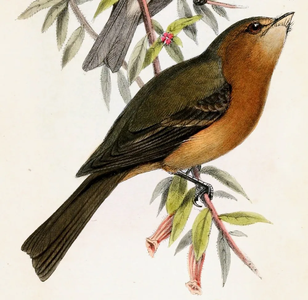 An olive-brown flycatcher with a warm tawny throat and breast perched on a leafy twig hung with pink tubular flowers