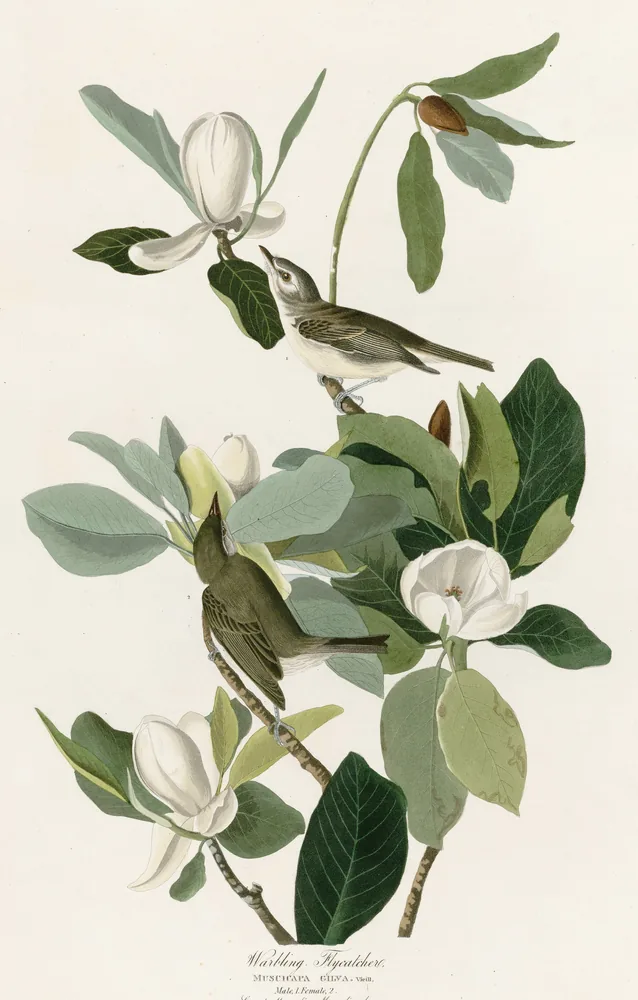 Two small gray-olive Warbling Vireos on a magnolia branch with large white flowers