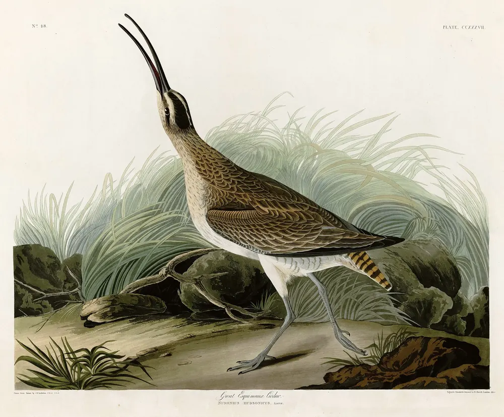A Whimbrel, a tall brown shorebird with a long down-curved bill, striding through grass on a sandy shore