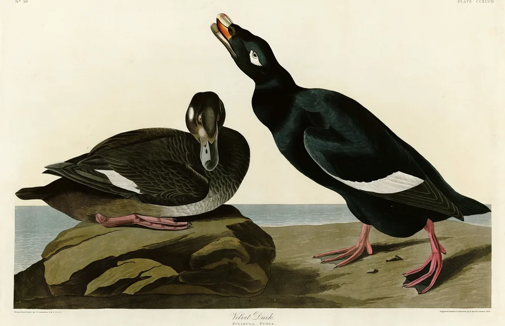 A pair of White-winged Scoters on a rocky shore: a black male with a white wing patch and an orange bill, and a brown female resting on a rock