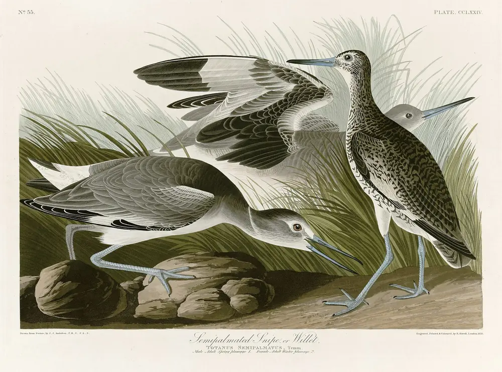 Willets in tall marsh grass: one stooping low, one raising its black-and-white wings, one standing upright and speckled