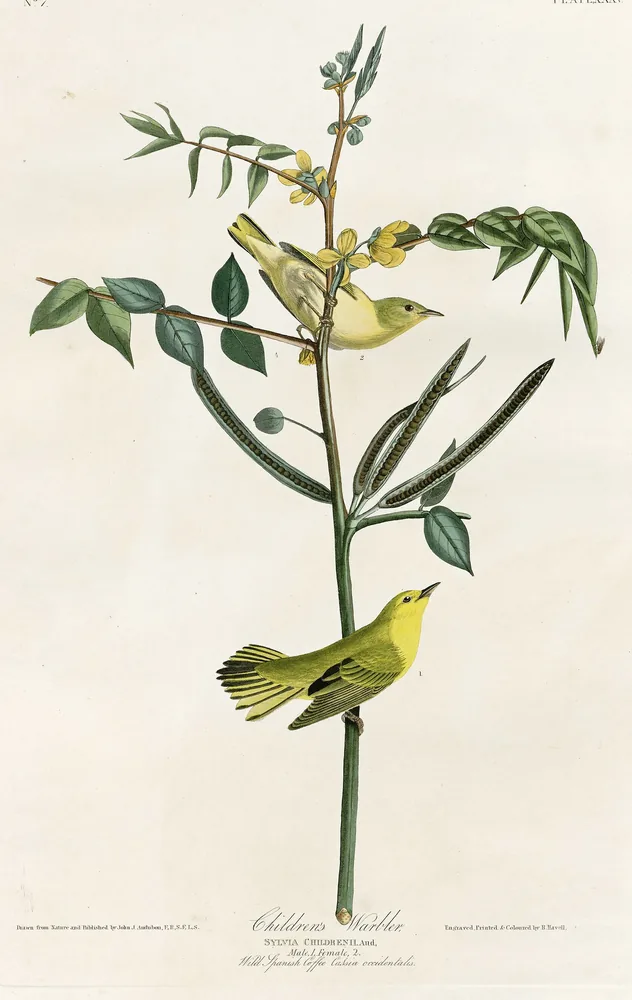 Two bright yellow warblers on a slender green stem with long leaves and small yellow flowers