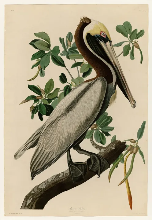 A Brown Pelican perched on a mangrove branch, its long bill resting against its neck